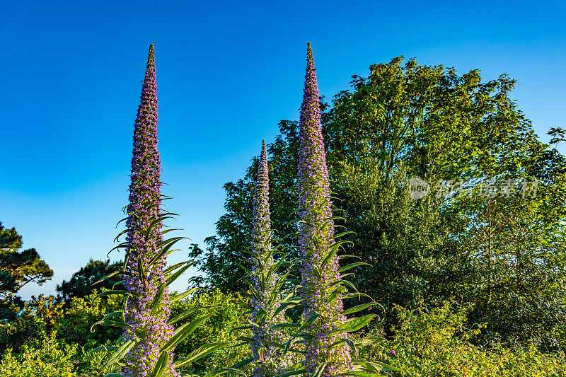 Echium Wildpretii / Tower of Jewels开花